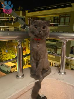 Scottish Fold Oğlumuza Eş Arıyoruz