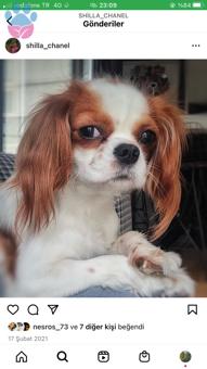 Cavalier King Charles Spaniel Köpeğime Eş Arıyorum