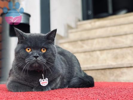 1 Yaşındaki British Shorthair Oğlumuza Eş Arıyoruz