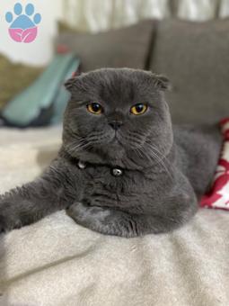 Scottish Fold Oğlumuza Dişi Arıyoruz