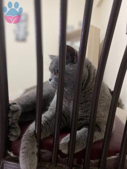 British Shorthair Cinsi Marcus&#8217;a Eş Arıyoruz