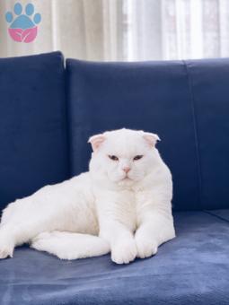 Scottish Fold Oğlumuza Eş Arıyoruz