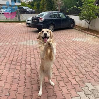 Golden Retriever 3 Yaşında Köpeğime Eş Arıyorum