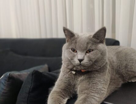 British Shorthair Yakışıklı Oğlum Haydut İçin Gelin Arıyorum