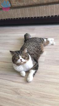 Exotic Shorthair 2 Yaşında Erkek Kedime Eş Arıyorum