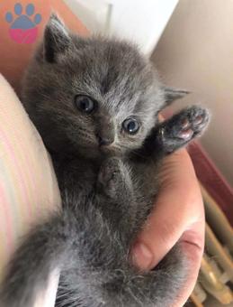 British Lynx Point Shorthair Erkek