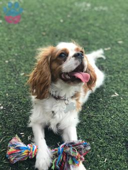 Cavalier King Charles Oğluma Kız Eş Arıyorum