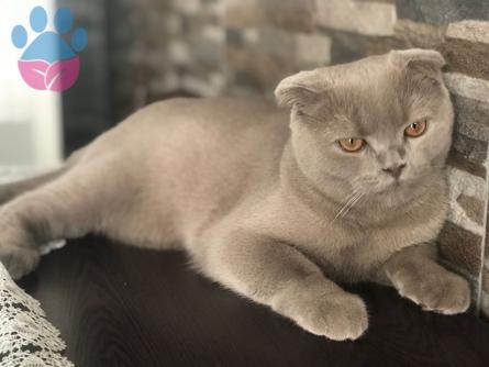 Scottish Fold 8 Aylık Oğluma Dişi Eş Arıyorum