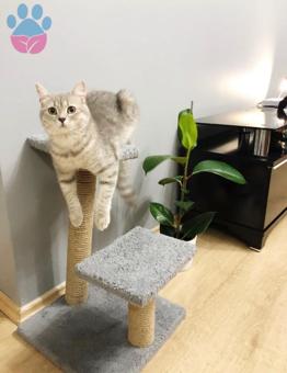 British Shorthair Cinsi Kızımıza Damat Arıyoruz