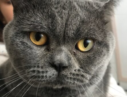 British Shorthair Oğluma Eş Arıyorum