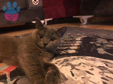 British Shorthair 2 Yaşında Kedime Eş Arıyorum