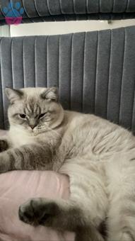 British Shorthair 11 Aylık Kızıma Eş Arıyoruz