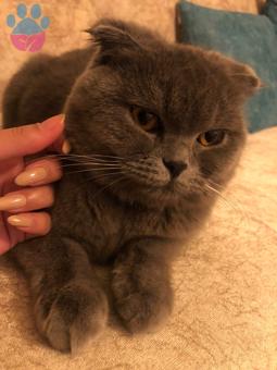 Scottish Fold Kızıma Eş Arıyorum