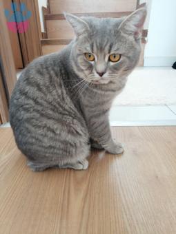 British Shorthair Cinsi Oğluma Eş Arıyorum