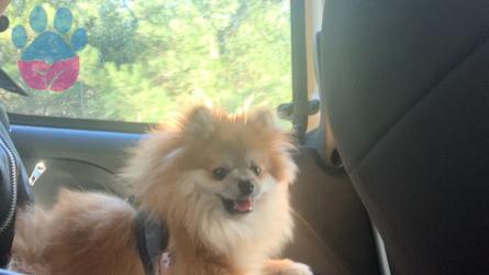 Pomeranian Boo Köpeğime Eş Arıyorum