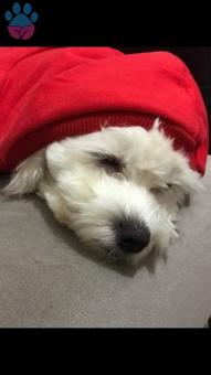 Maltese Terrier Cinsi Oğlumuza Eş Arıyoruz