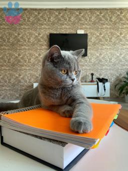 British Shorthair Kedime Eş Arıyorum 1 Yaşında