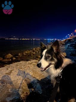 Border Collie Kızımıza Eş Arıyoruz