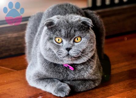 Scottish Fold Cinsi Kedimize Eş Arıyoruz