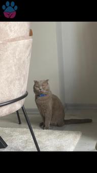 1 Yaşında Scottish Fold Oğluma Gelin Arıyorum ☺️