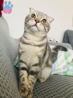 Scottish Fold	11 Aylık Aşıları Tam Eş Arıyoruz