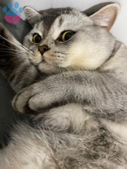 British Shorthair Yakışıklı Oğluma Eş Arıyoruz