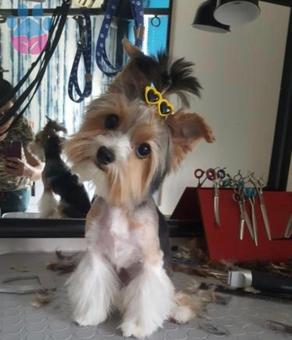 Yorkshire Terrier Cinsi Yakışıklı Paris Eş Aranıyor