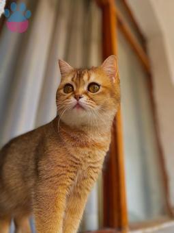 British Shorthair Kedim Kızgınlıkta
