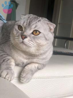 1 Yaşında Scottish Fold Oğlumuz İçin Eş Arıyoruz