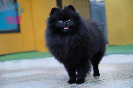 Siyah Pomeranian (RKF) 2 yaşında