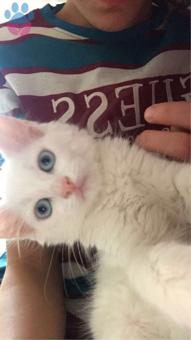 Ankara Kedisi Oğlumuza Eş Arıyoruz