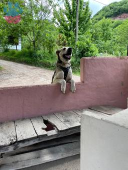 Kafkas Çoban Köpeği  Oğlumuza Eş Arıyoruz