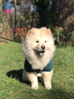 Chow Chow 18 Aylık Dişi Köpeğime Eş Arıyorum