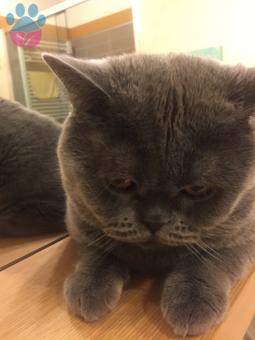 Çakıl Bey İçin Eş Arıyorum?