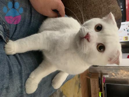 Gebze&#8217;de Scottish Fold Kedime Eş Arıyorum