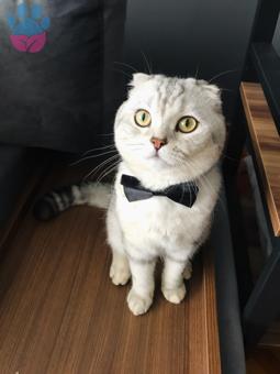 Scottish Fold Oğlumuza Eş Arıyoruz