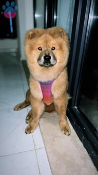 Chow Chow 11 Aylık Köpeğime Eş Arıyorum