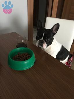 2 Yaşında French Bulldog Oğluma Eş Arıyorum