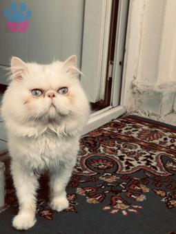 Exotic Shorthair Kızgınlıkta Kedime Eş Arıyorum