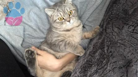 Scottish Fold Kızıma Eş Arıyorum 9 Aylık