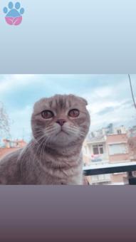 Scottish Fold Kedim İçin Kendi Kadar Kaliteli Eş Arıyorum