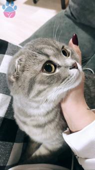 Scottish Fold Şila Eş Arıyor