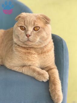 Scottish Fold 1 Yaşında Oğluma Eş Arıyor