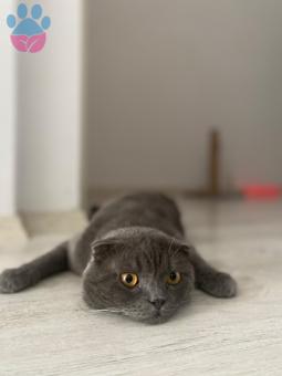 British Shorthair Kedime Gelin Arıyoruz