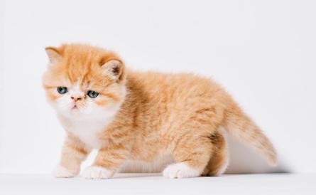 Beyaz Scottish Fold Kızımıza Eş Arıyoruz