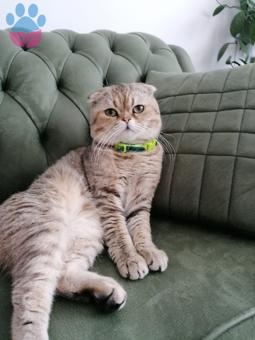 Scottish Fold Oğluma Eş Arıyorum Kızgınlıkta