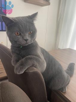 British Shorthair 1 Yaşında Oğluma Gelin Aranıyor