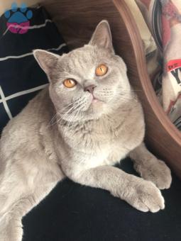 British Shorthair Oğlumuza Gelin Adayı Arıyorum