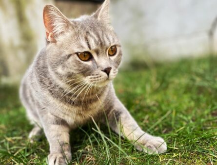 British Shorthair Kedim Eş Arıyor 10 Aylık