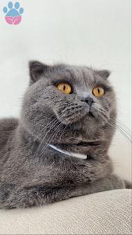 Scottish Fold Oğluma Cins Fark etmeksizin Eş Arıyorum